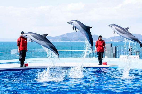 【JR福山駅発】四国水族館とホテルアネシス瀬戸大橋ランチバイキング 日帰り1